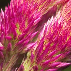 Horoz Dili Çiçeği- Detay